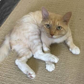 Eli -  Domestic Medium Hair Cat for Adoption in Martinsville, Virginia - Eli | PetCurious