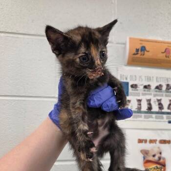 Pendragon -  Domestic Short Hair Cat for Adoption in Chattanooga, Tennessee - Pendragon | PetCurious