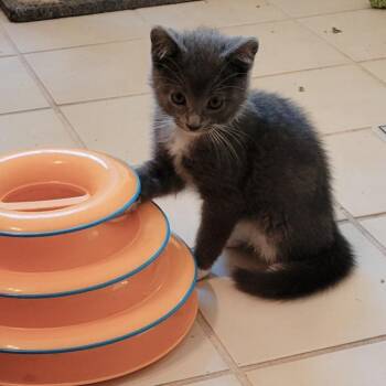 Unleash the Beast -  Domestic Short Hair Cat for Adoption in Fredericksburg, Virginia - Unleash The Beast | PetCurious