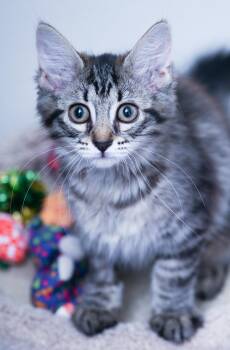 Miss Penelope -  Domestic Long Hair and Tabby Cat for Adoption in Chattanooga, Tennessee - Miss Penelope | PetCurious