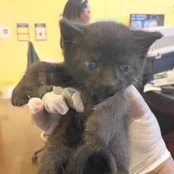 Kalamata -  Domestic Short Hair Cat for Adoption in Lynchburg, Virginia - Kalamata | PetCurious