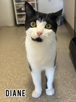 Rescue Domestic Short Hair Cats for Adoption in Dauphin, Manitoba - Diane | PetCurious