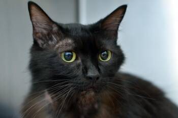 Gamora -  Domestic Medium Hair Cat for Adoption in Sanford, Florida - Gamora | PetCurious