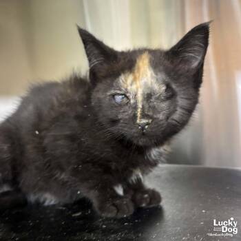 Zamora -  Domestic Short Hair Cat for Adoption in Washington, District Of Columbia - Zamora | PetCurious