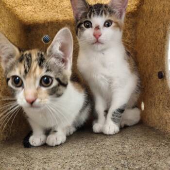 San Jose -  Domestic Short Hair Cat for Adoption in Philadelphia, Pennsylvania - San Jose | PetCurious