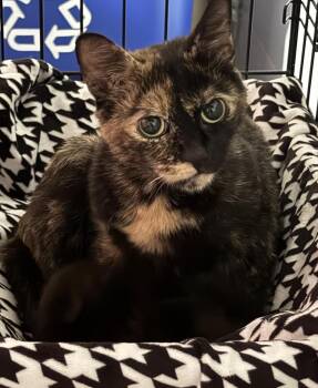 Domestic Short Hair and Tortoiseshell Cats Available for Adoption in New York, New York - Pringle | PetCurious