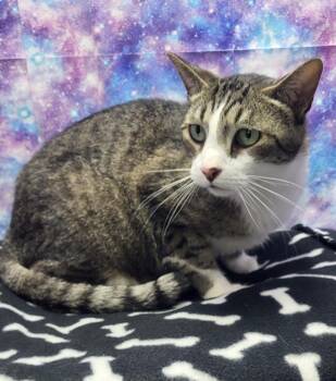 Domestic Short Hair Cats Available for Adoption in Washington Court House, Ohio - Rufus | PetCurious