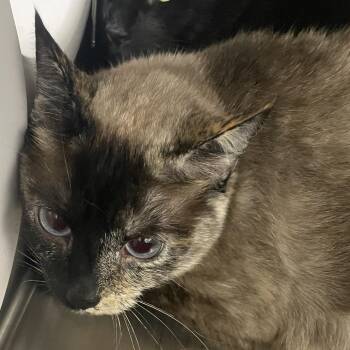 Emmie -  Domestic Short Hair and Siamese Cat for Adoption in Las Vegas, Nevada - Emmie | PetCurious
