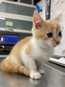 Squilliam Fancyson -  Domestic Short Hair Cat for Adoption in Fall River, Massachusetts - Squilliam Fancyson | PetCurious