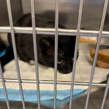Honey Bun -  Domestic Short Hair Cat for Adoption in Greensboro, North Carolina - Honey Bun | PetCurious