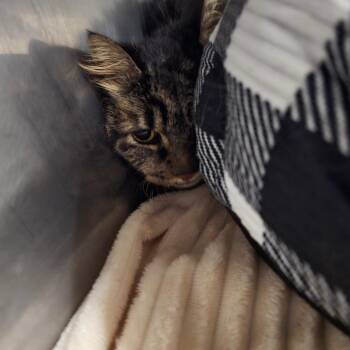 Skye -  Domestic Long Hair Cat for Adoption in Waldorf, Maryland - Skye | PetCurious