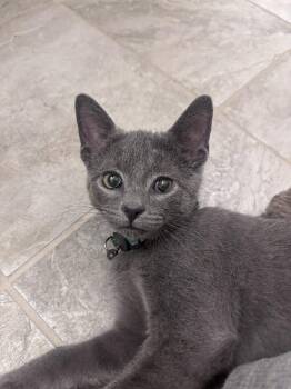 Seth -  Domestic Short Hair Cat for Adoption in Lancaster, Pennsylvania - Seth | PetCurious