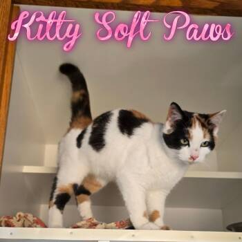 Rescue Domestic Short Hair Cats for Adoption in Hillsboro, Ohio - Kitty Soft Paws | PetCurious