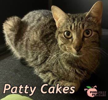 Patty Cakes -  Domestic Short Hair Cat Available for Adoption in Douglasville, Georgia - Patty Cakes | PetCurious