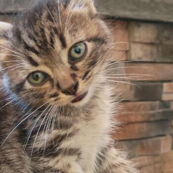 Regal -  Domestic Short Hair Cat for Adoption in Lynchburg, Virginia - Regal | PetCurious