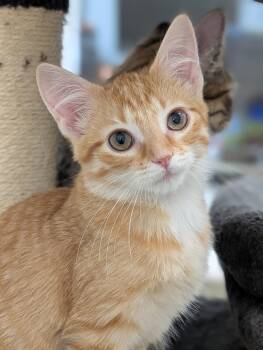 Sunny -  Domestic Short Hair Cat for Adoption in Tilton, Illinois - Sunny | PetCurious