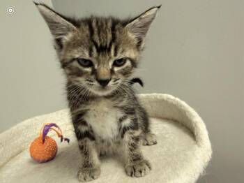 Domestic Short Hair Cats Available for Adoption in Batesville, Arkansas - Pickles | PetCurious