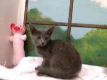 A2079717 -  Domestic Short Hair Cat for Adoption in Houston, Texas - A2079717 | PetCurious