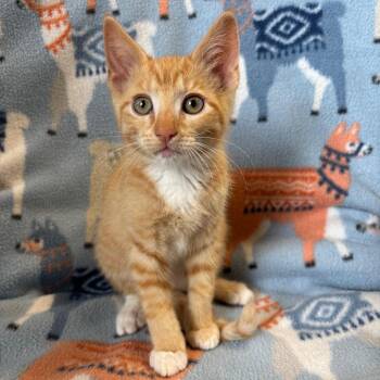 TRU-Stray-31376 -  Domestic Short Hair Cat Available for Adoption in Mt. Juliet, Tennessee - TRU-Stray-31376 | PetCurious