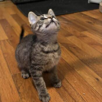 Ravi -  Domestic Short Hair Cat for Adoption in Candler, North Carolina - Ravi | PetCurious