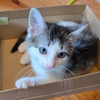 Dylan -  Domestic Short Hair Cat for Adoption in Fairfax Station, Virginia - Dylan | PetCurious