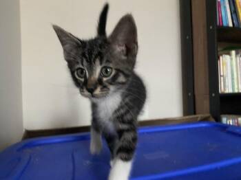 Chance -  Domestic Short Hair Cat for Adoption in Herndon, Virginia - Chance | PetCurious