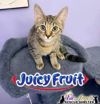 Rescue Domestic Short Hair Cats for Adoption in Ottawa Hills, Ohio - Juicy Fruit | PetCurious