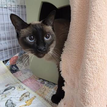 Laverne -  Siamese Cat for Adoption in Oshkosh, Wisconsin - Laverne | PetCurious
