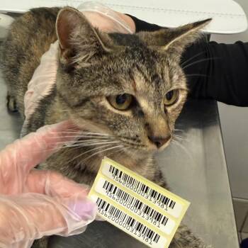 Sandy -  Domestic Medium Hair Cat for Adoption in Charleston, West Virginia - Sandy | PetCurious