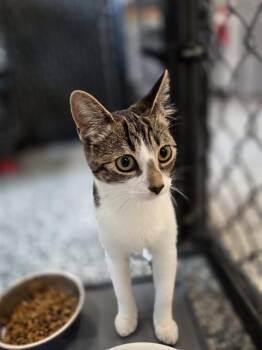 LULU -  Domestic Short Hair Cat for Adoption in Palmetto, Florida - LULU | PetCurious