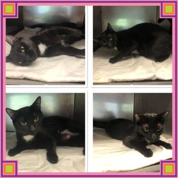 BLACK BERRY -  Domestic Short Hair Cat for Adoption in Buckhannon, West Virginia - BLACK BERRY | PetCurious