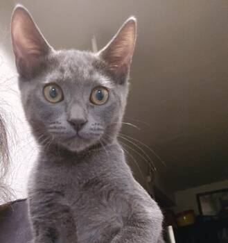 Ash (Bonded with Boots A-2997) -  Domestic Short Hair and Russian Blue Cat for Adoption in Villa Park, California - Ash (Bonded With Boots A-2997) | PetCurious