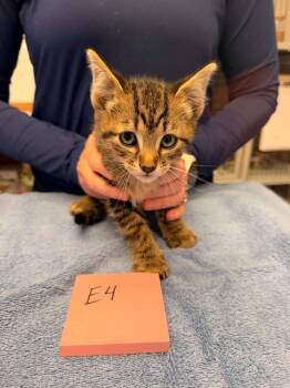Giblet -  Domestic Short Hair Cat for Adoption in Vancouver, Washington - Giblet | PetCurious