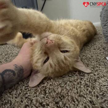 Domestic Short Hair Cats Available for Adoption - Maximus | PetCurious