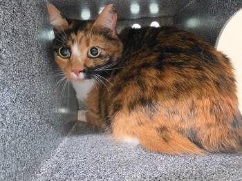 Nubbins -  Domestic Short Hair Cat for Adoption in Athens, Tennessee - Nubbins | PetCurious