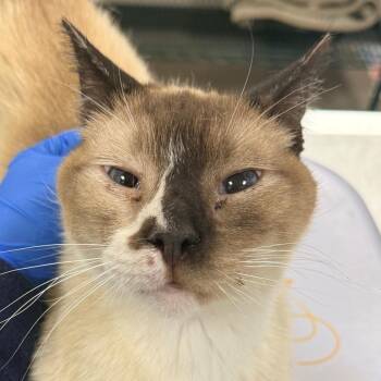 Diamond -  Domestic Short Hair Cat for Adoption in Las Cruces, New Mexico - Diamond | PetCurious