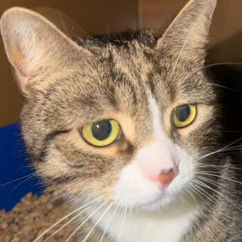 Domestic Short Hair Cats Available for Adoption in Middlebury, Vermont - Layla | PetCurious