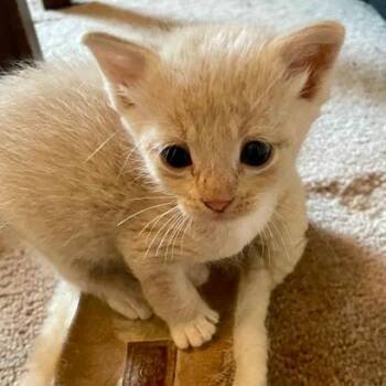 Catzilla -  Domestic Short Hair Cat for Adoption in St. Louis, Missouri - Catzilla | PetCurious