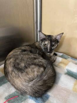 Rescue Domestic Short Hair and Dilute Tortoiseshell Cats for Adoption in Antioch, California - Kaliya | PetCurious