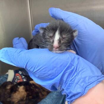 Domestic Short Hair Cats Available for Adoption in Auburn, Alabama - Tivoli | PetCurious