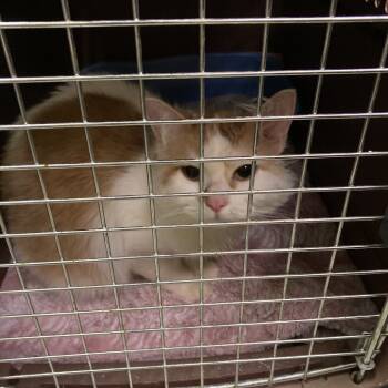 Rescue Domestic Long Hair Cats for Adoption in Grand Rapids, Minnesota - Lilly Bean | PetCurious