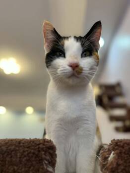 Rescue Calico Cats for Adoption in West Lafayette, Indiana - Calliope (cat Café) | PetCurious