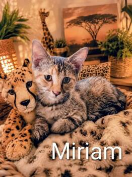 Miriam -  Calico and Domestic Short Hair Cat for Adoption in Miami, Oklahoma - Miriam | PetCurious