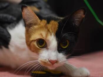 Library -  Domestic Short Hair Cat for Adoption in Portland, Oregon - Library | PetCurious