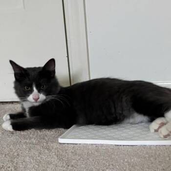 Donald (& Mickey & Minnie) -  Domestic Medium Hair Cat for Adoption in Mount Laurel Township, New Jersey - Donald (& Mickey & Minnie) | PetCurious