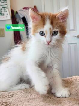 Rooster -  Maine Coon and Domestic Long Hair Cat for Adoption in Yorba Linda, California - Rooster | PetCurious