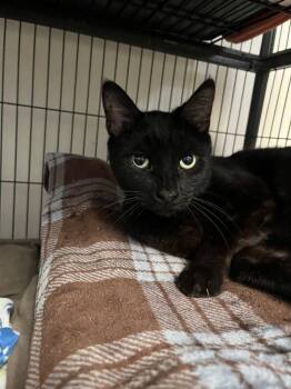 Buster -  Domestic Short Hair Cat for Adoption in Saginaw, Michigan - Buster | PetCurious