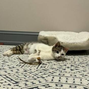 American Shorthair Cats Available for Adoption in New York, New York - Scone | PetCurious