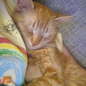 Domestic Short Hair Cats Available for Adoption in Des Moines, Iowa - Lexy | PetCurious