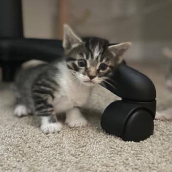 Domestic Short Hair Cats Available for Adoption in Fayetteville, Georgia - Rocky (adopt With Lylla) | PetCurious